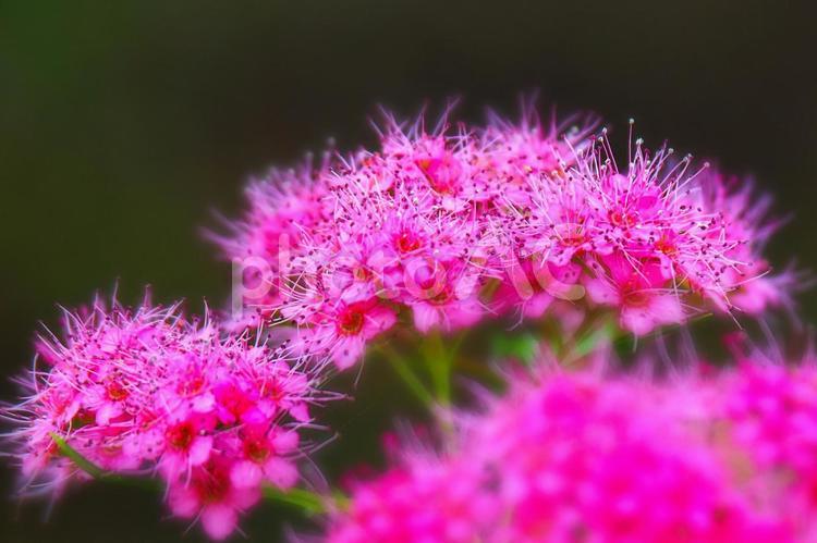 花　赤いミモザの抽象イメージ 風景,花,自然の写真素材