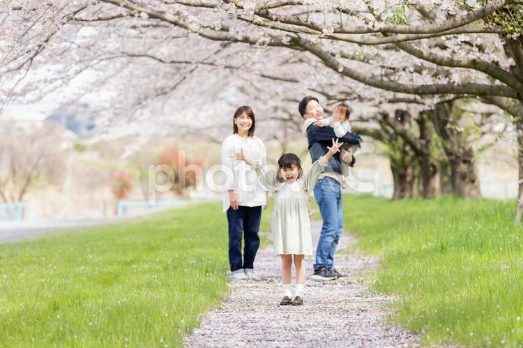 桜の咲く公園を歩く家族 桜,人物,男性の写真素材
