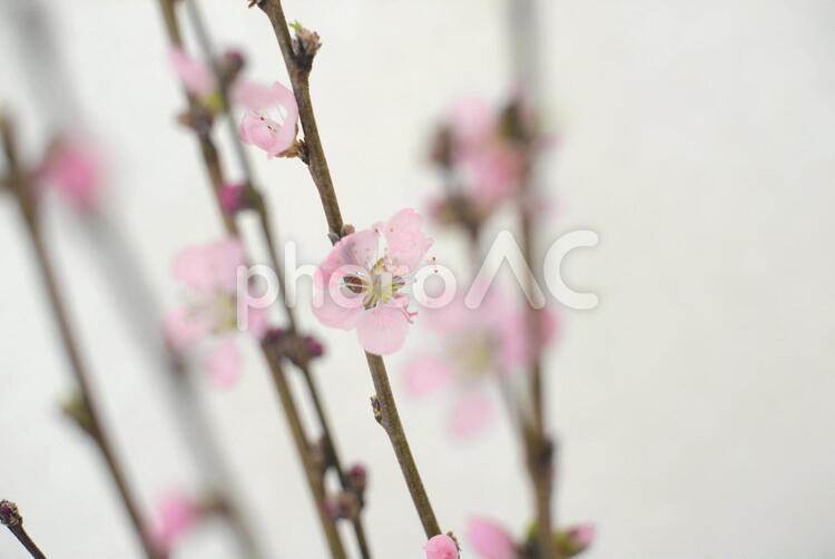 桃の枝と花 花,自然,桃の花の写真素材