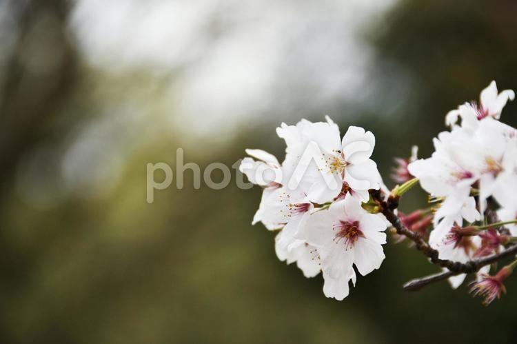 桜（染井吉野・ソメイヨシノ） 桜,染井吉野,花見の写真素材