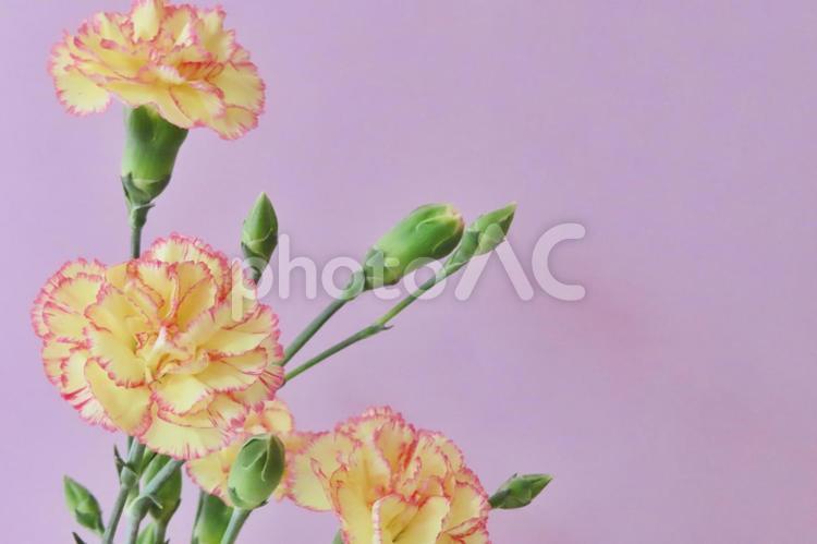 カーネーション　母の日メッセージカード 花,春,植物の写真素材