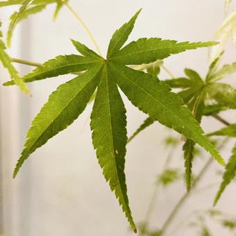 爽やかなグリーンのもみじ もみじ,青葉,かっこいいの写真素材