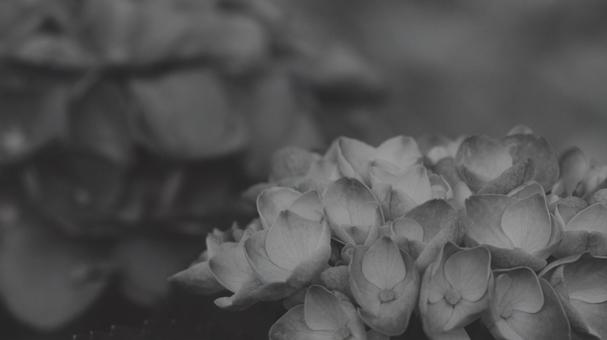 紫陽花 白黒(淡)版 16:9 白黒,モノクロ,グレースケールの写真素材
