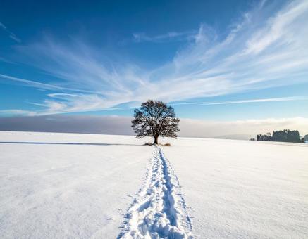 雪原の中にある一本の木1 雪原の中にある一本の木1の写真