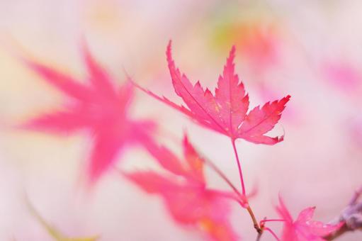 鮮やかな紅葉 鮮やかな紅葉 紅葉,秋,もみじの写真素材