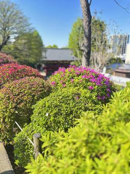 Azalea Festival Azalea Garden, JPG Azalea Festival Azalea Garden, JPG