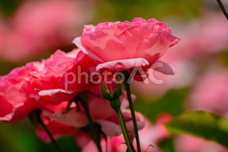 神代植物公園に咲くピンク色のバラ 日本,花,バラの写真素材