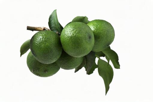 柚子 緑,緑色,柚子の写真素材