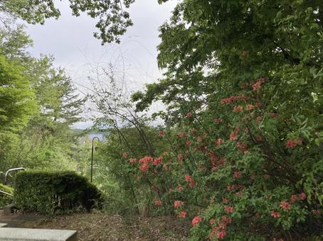 Azaleas at Utsunuki Park, JPG