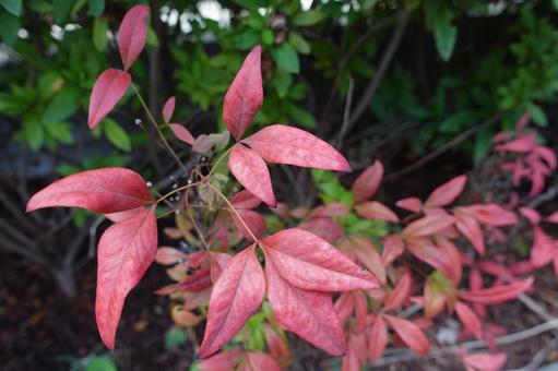 花 花 花,植物,葉の写真素材