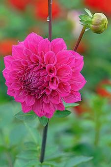 宝塚ダリア園秋 ダリア14ガールズトーク 宝塚ダリア園秋 ダリア14ガールズトーク 宝塚市,宝塚ダリア園,ダリアの写真素材