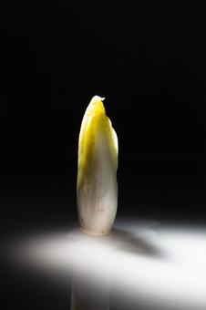 野菜イメージ・チコリ 野菜イメージ・チコリの写真