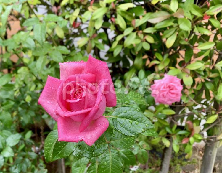 バラ　雨滴　きれい 薔薇,バラ,雨滴の写真素材