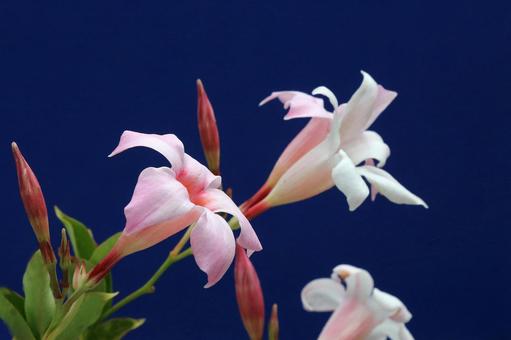 サンパラレルの花 サンパラレルの花の写真