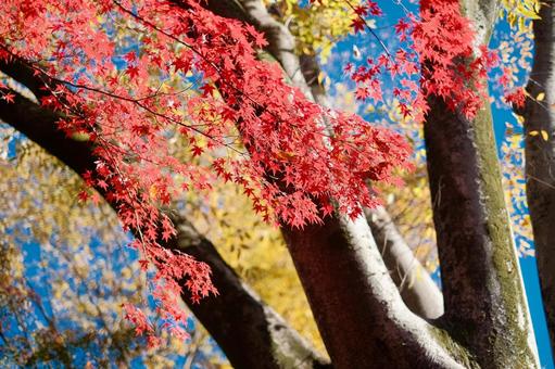 青空に映える紅葉 青空に映える紅葉の写真