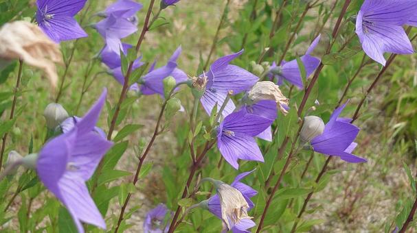 土手の花 土手の花の写真