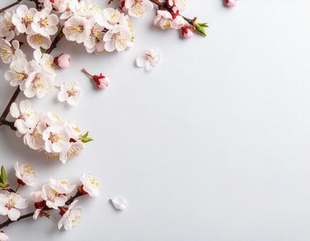 桜のフレーム 桜のフレームの写真