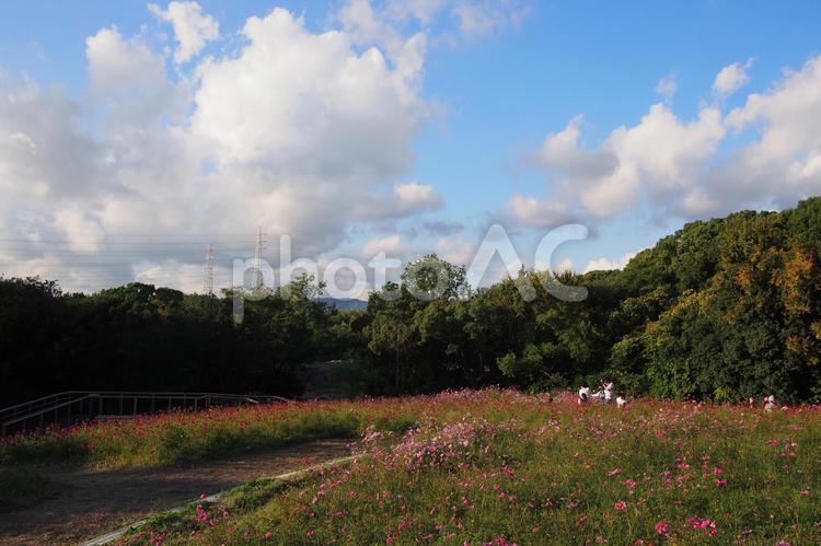 晴れた空とコスモス畑 コスモス,秋桜,秋の写真素材