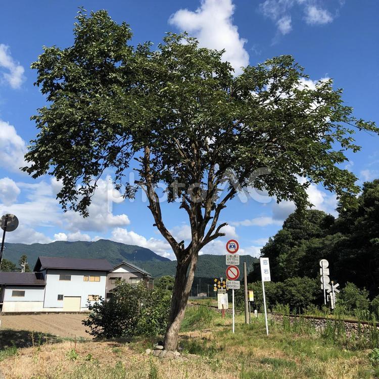 この木なんの木 木,風景,公園の写真素材