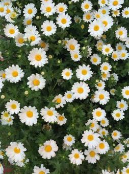カンシロギク(スノーボール) カンシロギク(スノーボール) 春の花,花畑,風景の写真素材