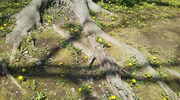 春の大地 春の大地 春,タンポポ,木の写真素材