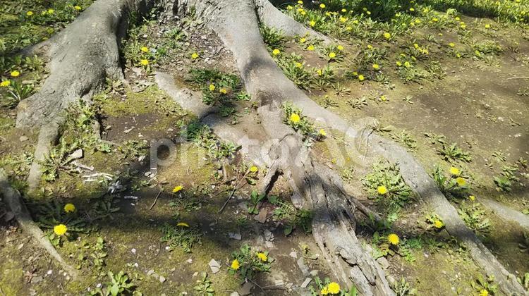 春の大地 春,タンポポ,木の写真素材