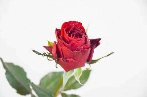 赤い薔薇 赤い薔薇 赤い薔薇,花,ばらの写真素材