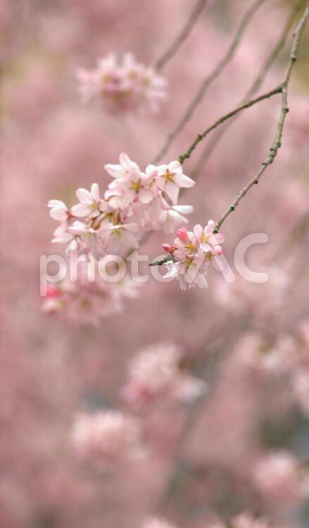 しだれ桜、桜、シダレザクラ さくら,桜,サクラの写真素材