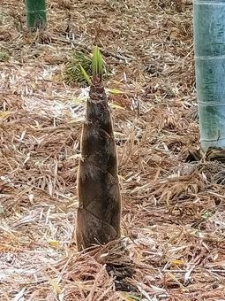偕楽園の竹林に顔を出したタケノコ 偕楽園の竹林に顔を出したタケノコ 偕楽園,竹林,筍の写真素材