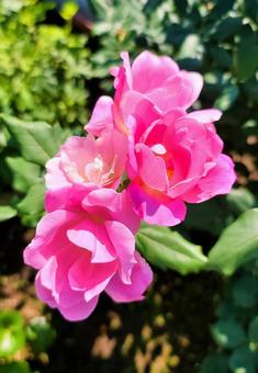 薔薇 薔薇の写真