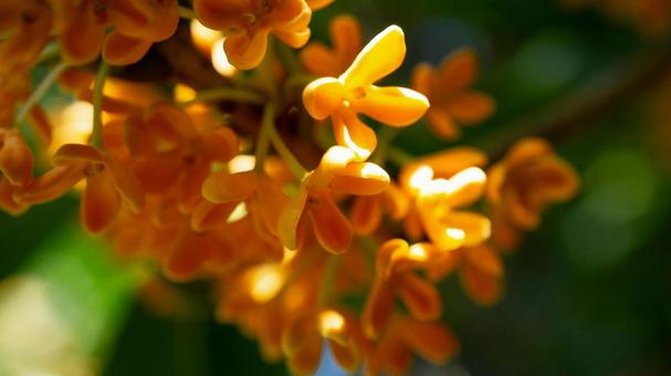 金木犀の花のクローズアップ 金木犀の花のクローズアップ 金木犀,キンモクセイ,花の写真素材