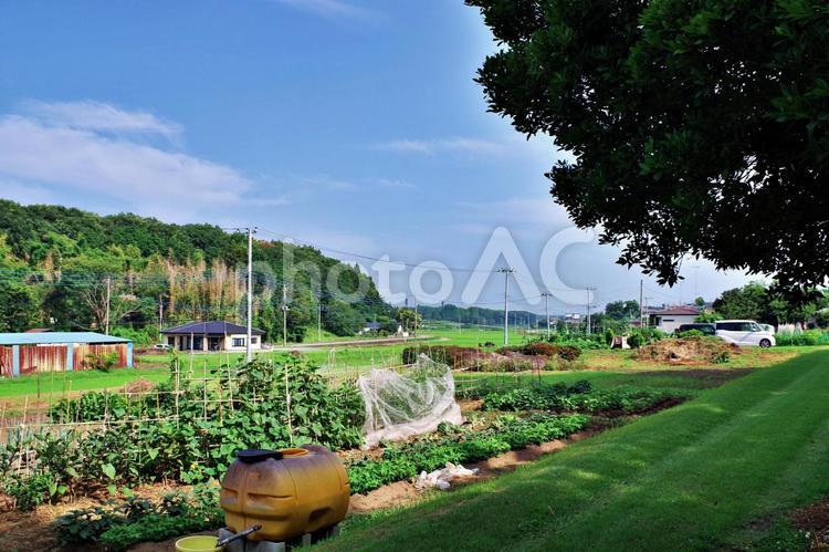 夏の田園風景 田園風景,畑,野菜の写真素材