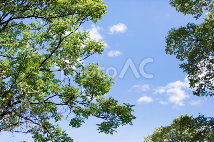 木と青空　trees and  sky 木,青空,自然の写真素材