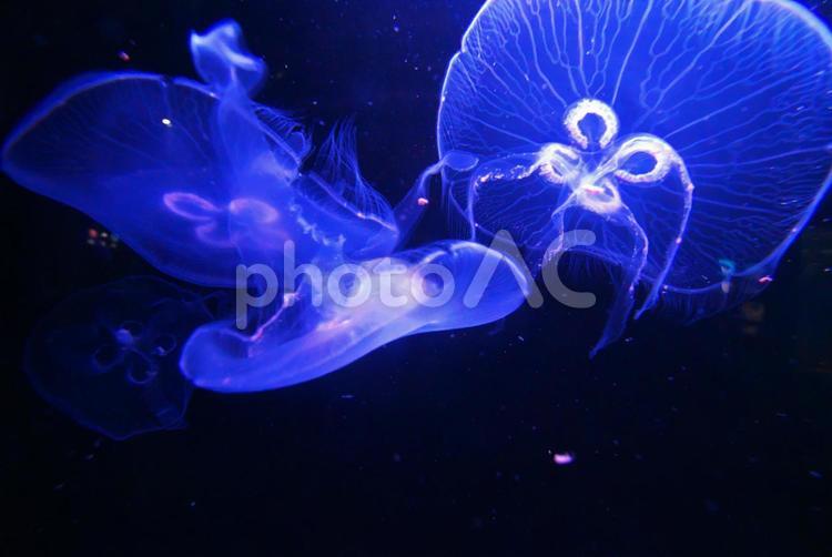ブルーの神秘な世界 クラゲ,水族館,屋内の写真素材