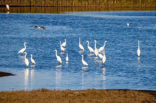 サギの群れ⑷の写真
