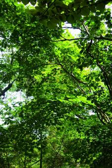 見上げた木々 見上げた木々 木,緑,グリーンの写真素材