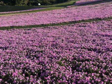 桃色吐息(ペチュニア) 桃色吐息(ペチュニア)の写真