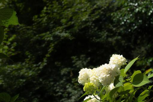 白い紫陽花 花,植物,葉の写真素材