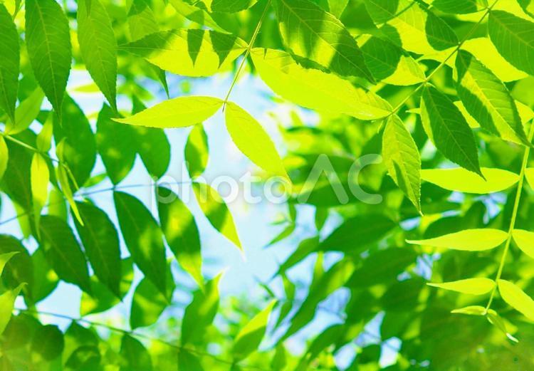 新緑のまぶしいし季節 風薫る,新緑の季節,そよ風の写真素材