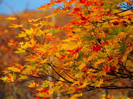 紅葉(守門岳) 紅葉(守門岳) 紅葉,もみじ,秋の写真素材