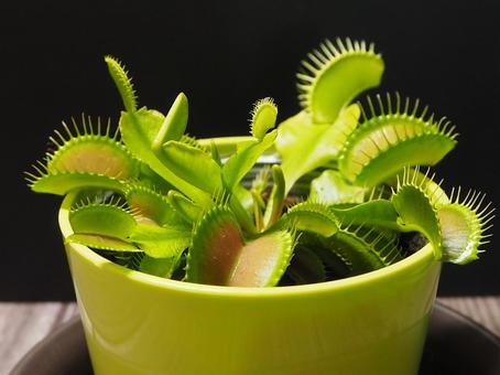 ハエトリグサ ハエトリグサ ハエトリグサ,ハエトリ草,食虫植物の写真素材