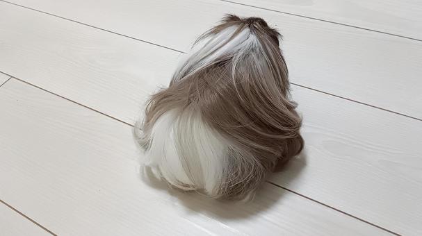 長毛モルモットの後ろ姿 モルモット,ペット,動物の写真素材