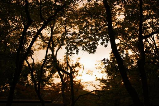 茜紅葉 茜紅葉 モミジ,茜,夕焼の写真素材