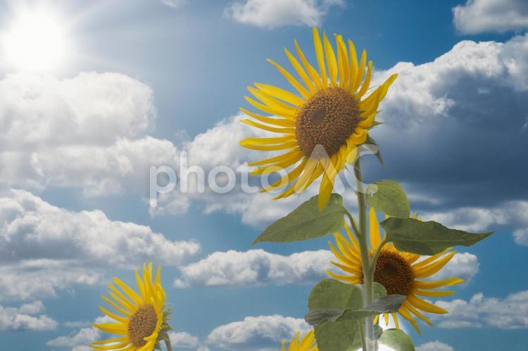 ひまわり ひまわり,ヒマワリ,花の写真素材