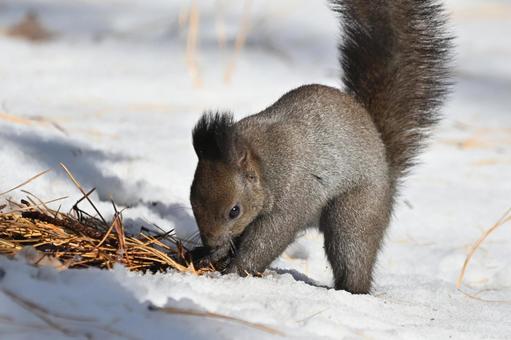 リス エゾリス,哺乳類,野生の写真素材