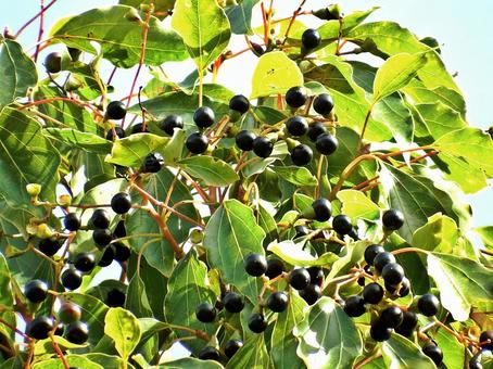 クスノキの果実の写真