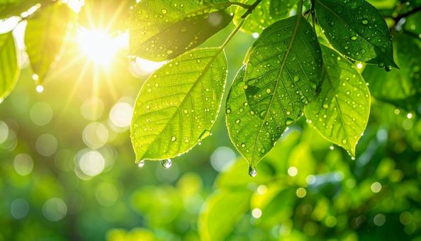 雨上がりの大自然の木漏れ日の写真の写真