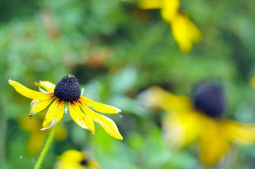 庭に咲く花 庭に咲く花の写真