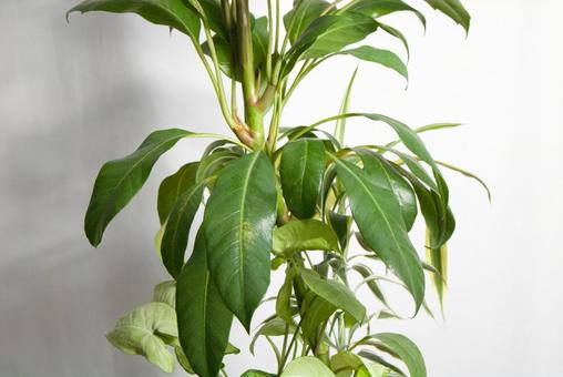 観葉植物　白背景 観葉植物,木,飾りの写真素材
