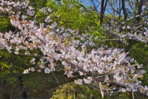 桜 桜の写真